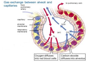 Mechanism of Respiration in Human - Microbiology Notes