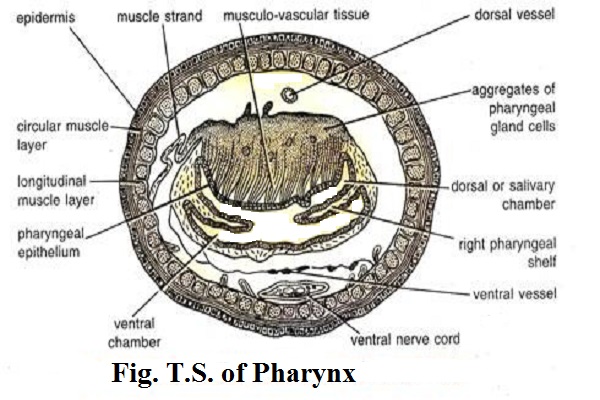 T.S. of pharynx